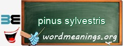 WordMeaning blackboard for pinus sylvestris